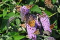PAINTED LADY BUTTERFLY-4